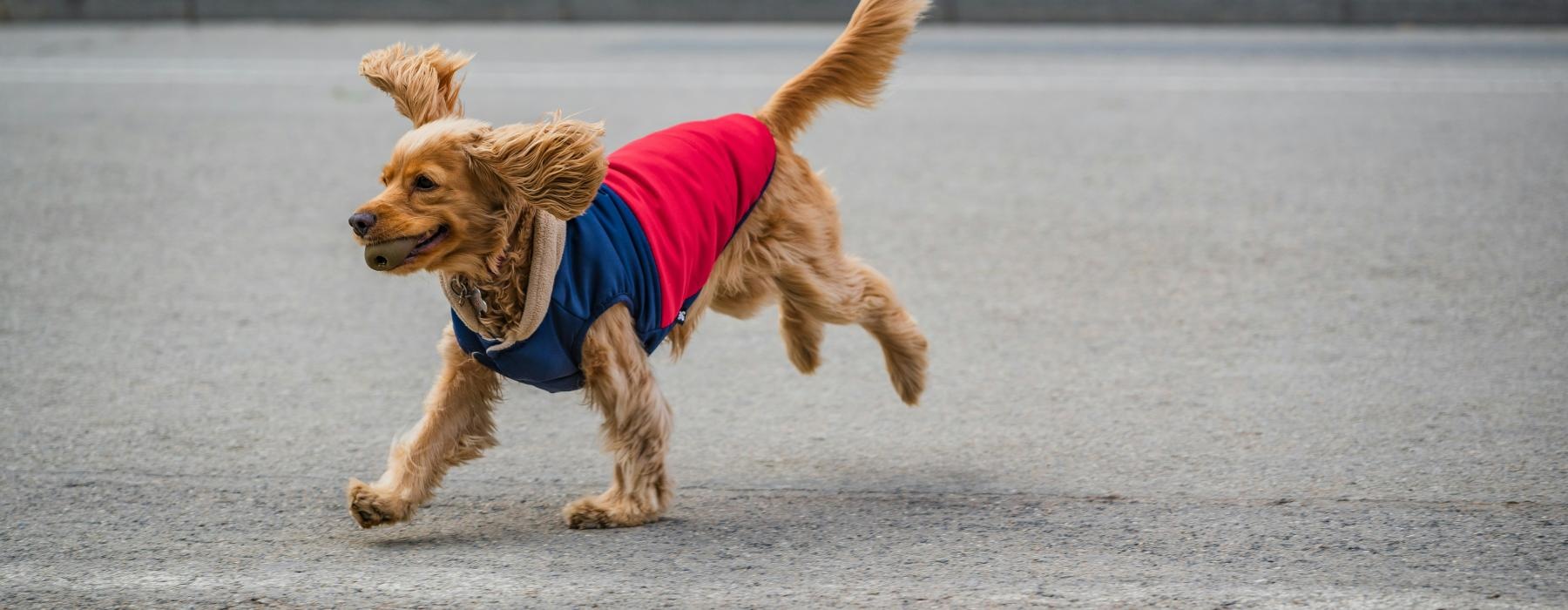 a dog wearing a vest